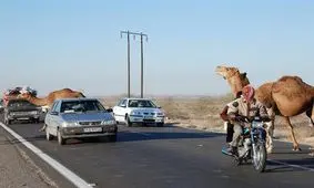 شترهای سرگردان در سیریک همچنان قربانی می‌گیرند