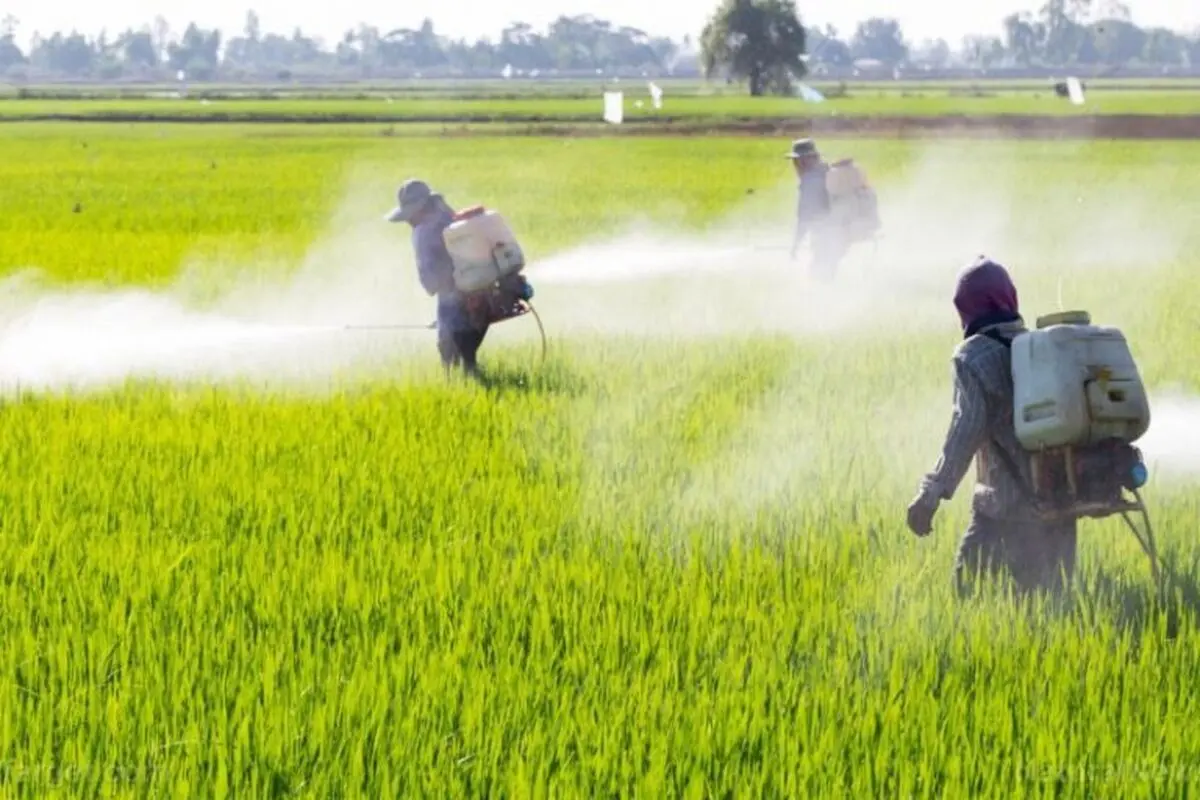 سمپاشی۵۳ هزار هکتار از مراتع سیستان و بلوچستان برای مقابله با موج سوم حمله ملخ‌‌ها