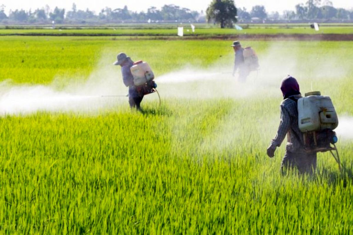 سمپاشی۵۳ هزار هکتار از مراتع سیستان و بلوچستان برای مقابله با موج سوم حمله ملخها