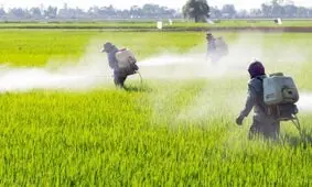 سمپاشی۵۳ هزار هکتار از مراتع سیستان و بلوچستان برای مقابله با موج سوم حمله ملخ‌‌ها