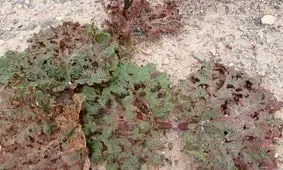 سیل و تگرگ اخیر به بزرگترین رویشگاه ریواس استان خراسان رضوی خسارت وارد کرد+ تصاویر