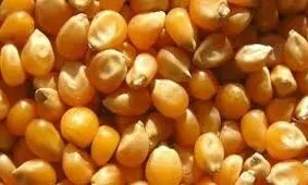 ذرت‌های آلوده در لیست انتظار