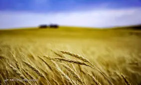 خرید گندم از مرز ۳۳۰ هزار تن گذشت