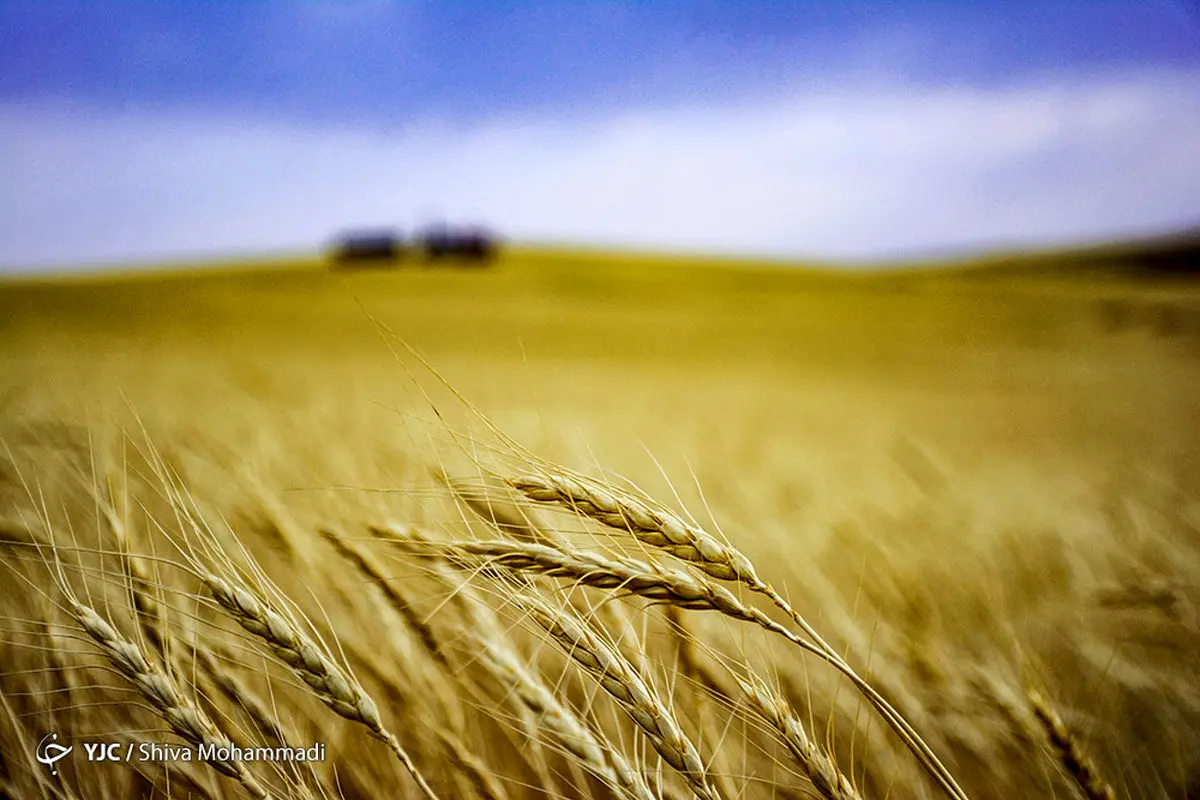 خرید گندم از مرز ۳۳۰ هزار تن گذشت