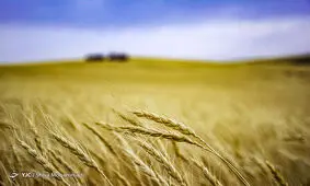 خرید گندم از مرز ۳۳۰ هزار تن گذشت