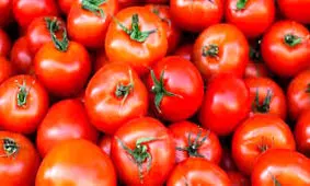 حمل محموله قاچاق درپوشش گوجه فرنگی