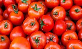 حمل محموله قاچاق درپوشش گوجه فرنگی