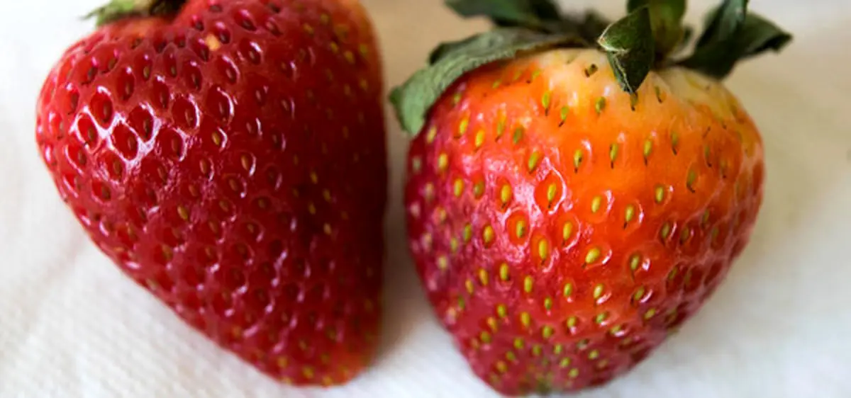 6 ترفند افزایش ماندگاری توت‌فرنگی