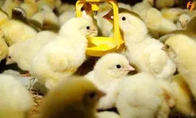 ترخیص مقادیر زیاد ذرت از بندر امام خمینی