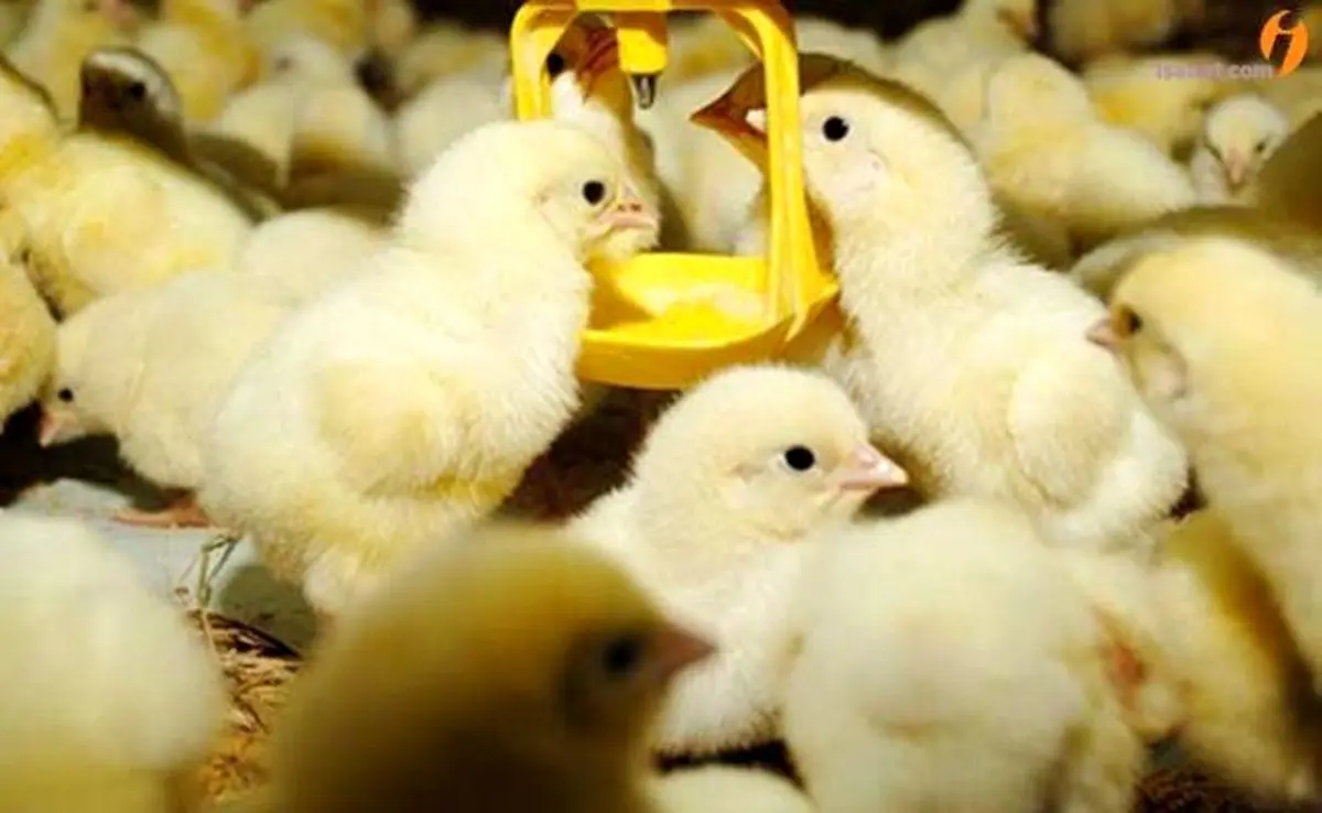 ترخیص مقادیر زیاد ذرت از بندر امام خمینی