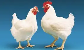 غلط کردم، تخم هم می‌گذارم