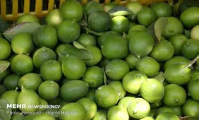 ممنوعیت فروش لیموترش و لیموشیرین بالاتر از ٢٠ هزارتومان