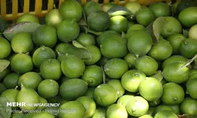 ممنوعیت فروش لیموترش و لیموشیرین بالاتر از ٢٠ هزارتومان
