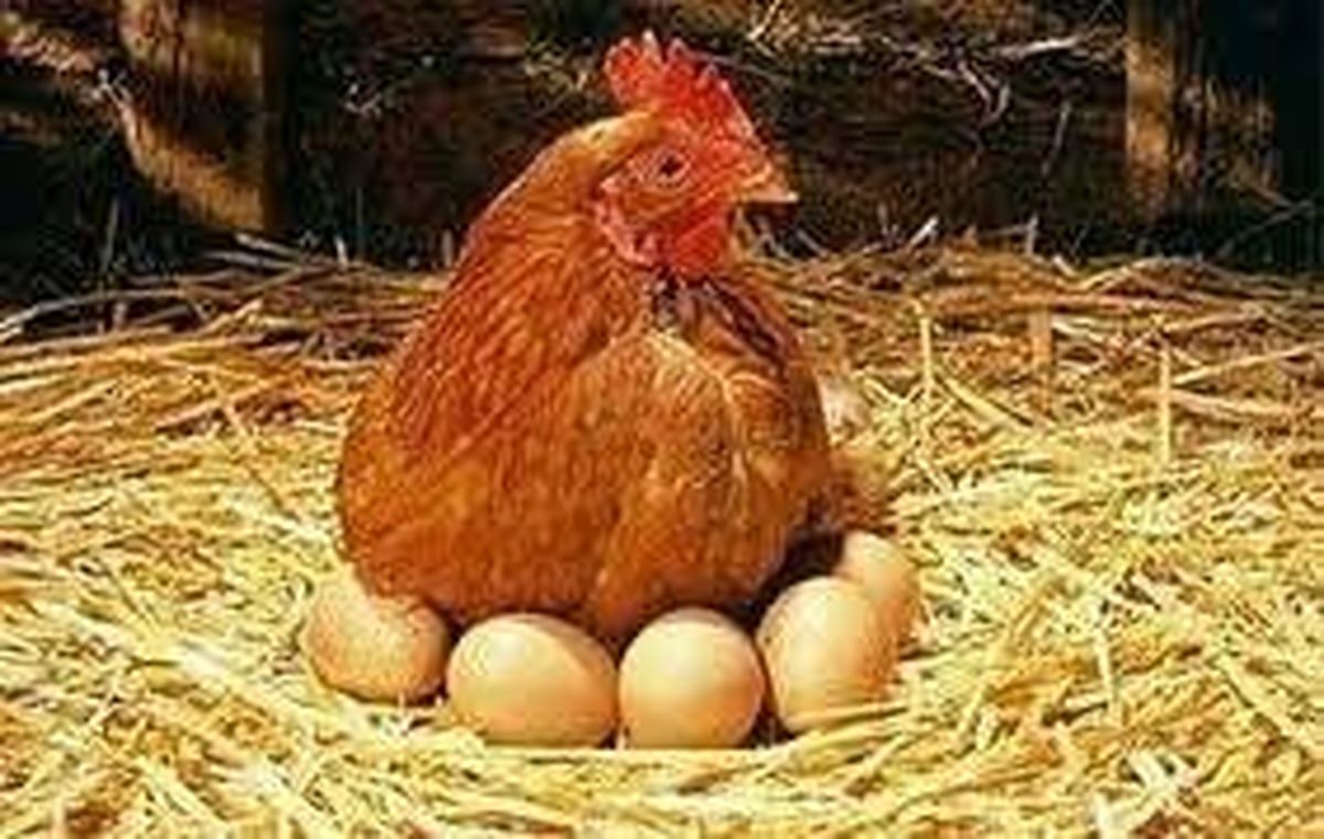 گرایش گیلانیها به مصرف تخم مرغهای محلی