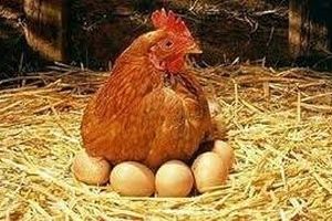 گرایش گیلانی‌ها به مصرف تخم مرغ‌های محلی