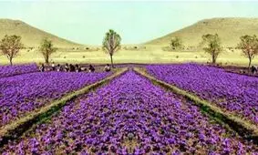 54هکتار از اراضی قزوین به زیر کشت زعفران رفت