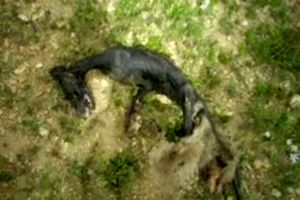 کشف لاشه یک موجود عجیب در منطقه شکار ممنوع خرم ناز بویراحمد