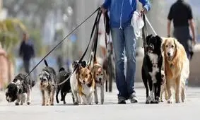 ساده‌ترین و پردرآمدترین مشاغل دنیا!