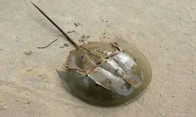 مشاهده گونه نادر خرچنگ نعل اسبی در رشتخوار