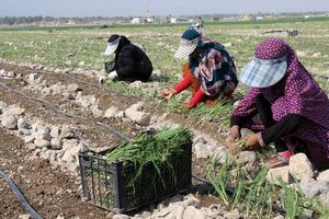 کشاورزان آذربایجان‌غربی از کشت پیاز خودداری کنند