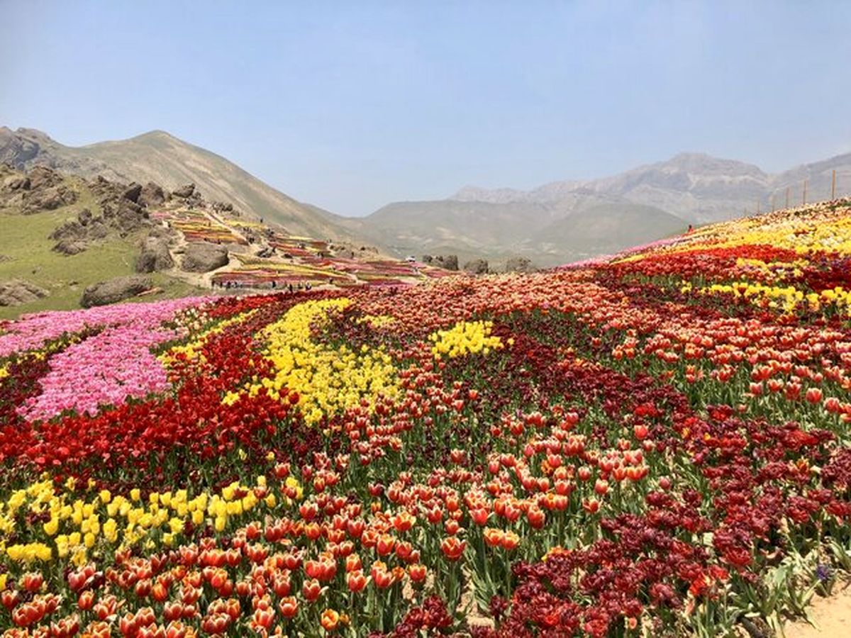 حیرت سفیر هلند در ایران از لالههای «کندر»