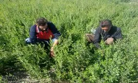 صادرات حنای دلگان سیستان وبلوچستان به فرانسه