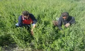 صادرات حنای دلگان سیستان وبلوچستان به فرانسه