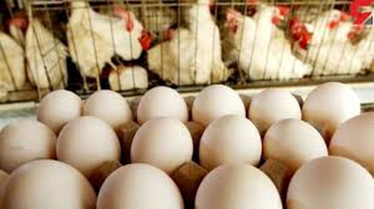 محاسبه نرخ مرغ، تخم مرغ و شیر خام بر عهده ستاد تنظیم بازار است