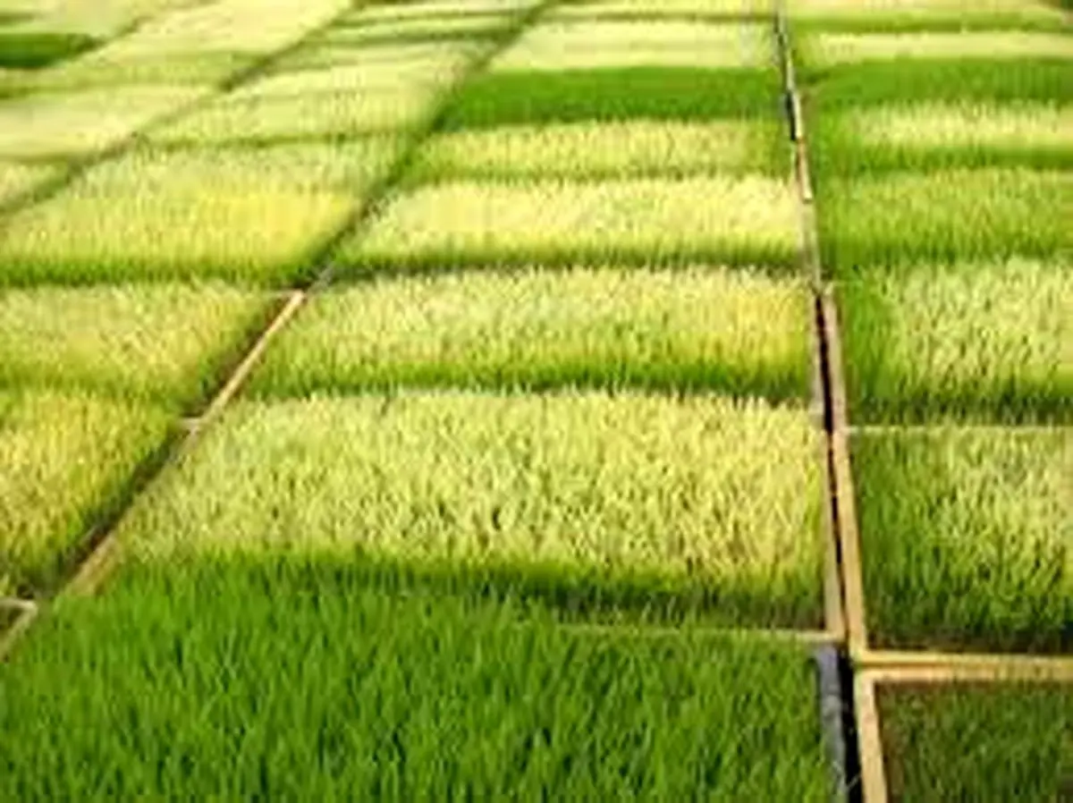 خزانه گیری برنج در شالیزارهای قزوین آغاز شد