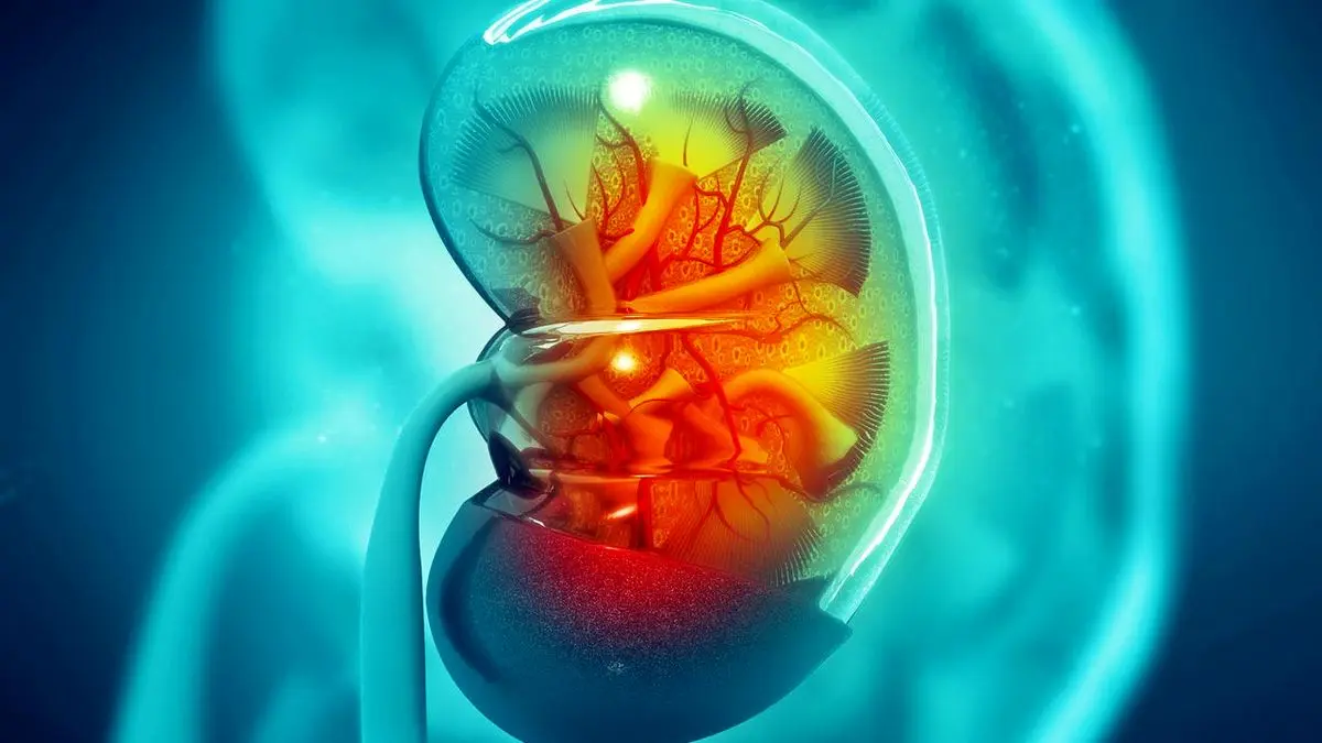 ۱۰ ماده غذایی گیاهی برای داشتن کلیه‌های سالم