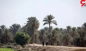 شروری که یک خانه را به رگبار بست / او در میان نخل ها پنهان شده است