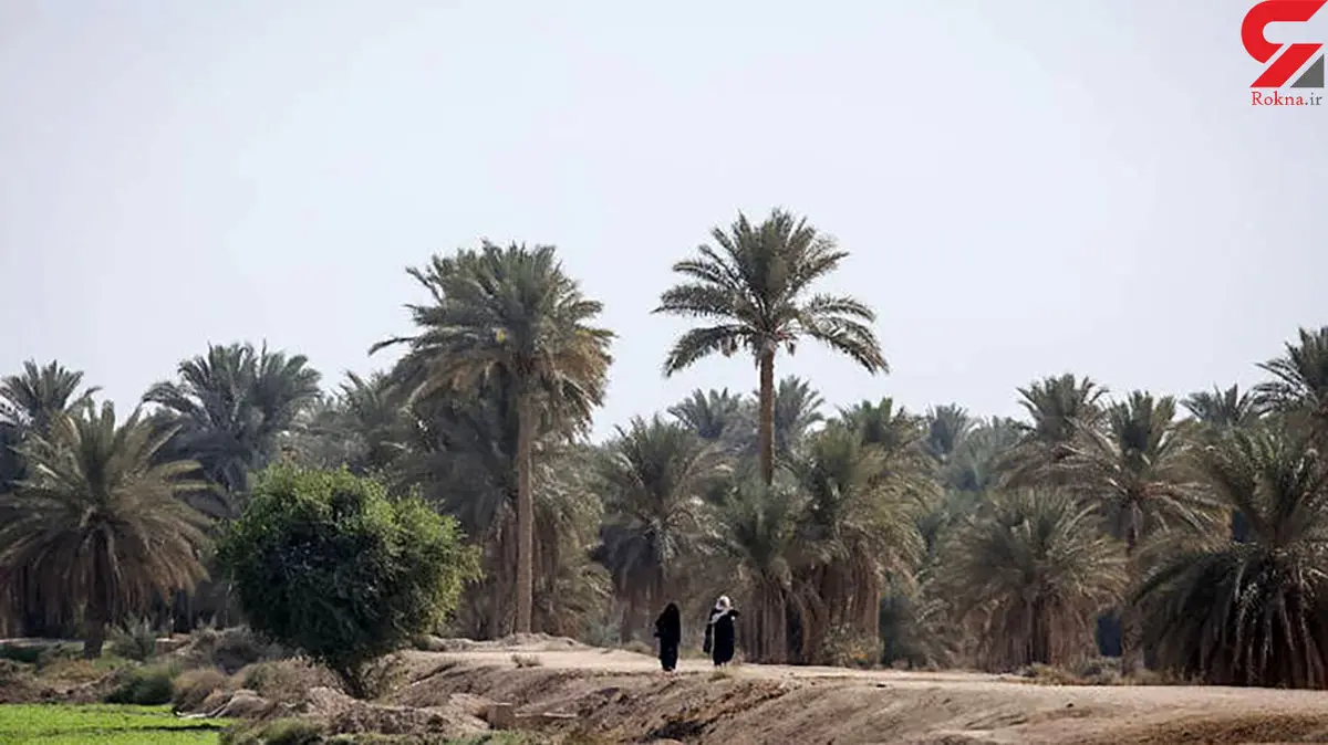 شروری که یک خانه را به رگبار بست / او در میان نخل ها پنهان شده است