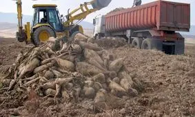 برداشت چغندر پاییزه در مناطق گرمسیر کرمانشاه آغاز شد