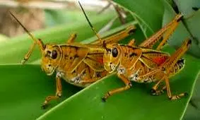 تجهیزات لازم برای مبارزه با ملخ صحرایی مهیا نیست/ آلودگی ۴۰ هزار هکتار از اراضی