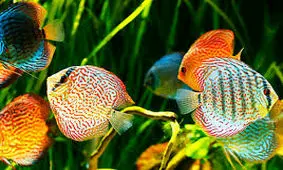 احداث بزرگ‌ترین واحد پرورش ماهیان زینتی جهان در قزوین