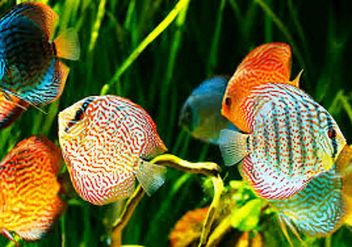 احداث بزرگ‌ترین واحد پرورش ماهیان زینتی جهان در قزوین