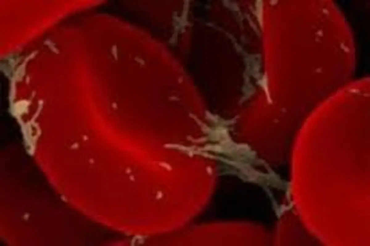 با این 9 سبزی معطر خون خود را تصفیه کنید