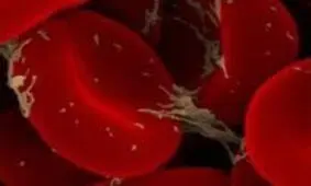 با این 9 سبزی معطر خون خود را تصفیه کنید
