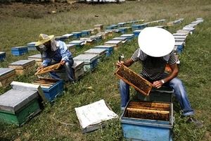 ۱۵۰۰ زنبور دار به چهارمحال و بختیاری مهاجرت کردند