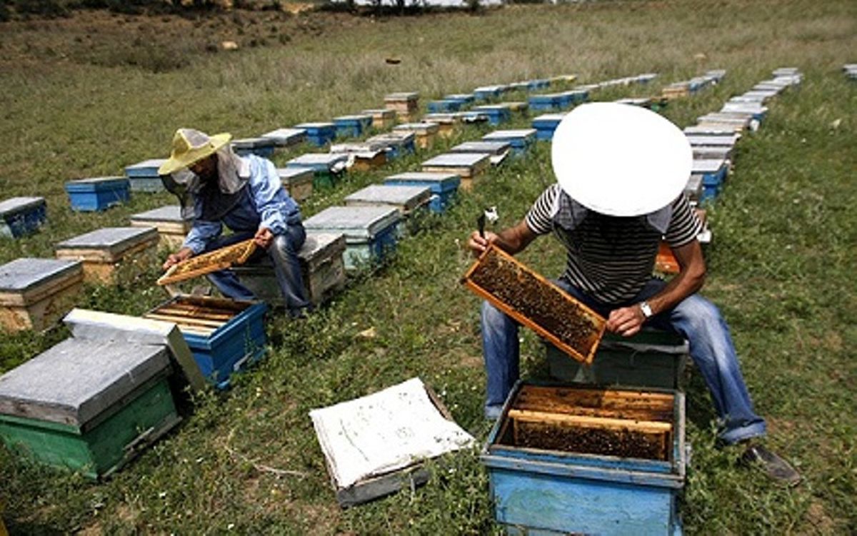 ۱۵۰۰ زنبور دار به چهارمحال و بختیاری مهاجرت کردند