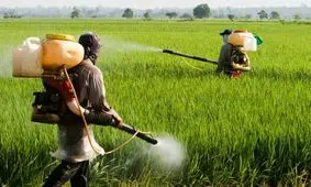 مبارزه با سن غلات در ۸۶ هزار هکتار از مزارع آذربایجان غربی