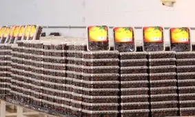 ذخیره‌سازی بیش از ۳ هزار و ۵۰۰ تن خرما در سردخانه‌های هرمزگان