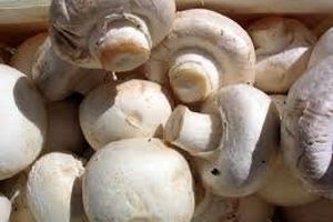 ایران در جایگاه ششم تولید قارچ در دنیا