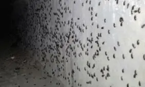 سوسک‌ها در کمین شهر قزوین / مقابله بیولوژیک بهترین راه است