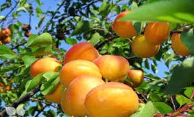 آغاز برداشت زردآلو در سیستان وبلوچستان