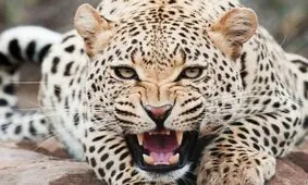 لحظه وحشتناک حمله غافلگیرانه پلنگ به کارگر کارواش + فیلم