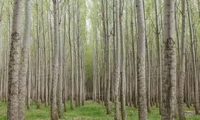 تولید ۸۰۰ هزار اصله نهال برای زراعت چوب در گیلان