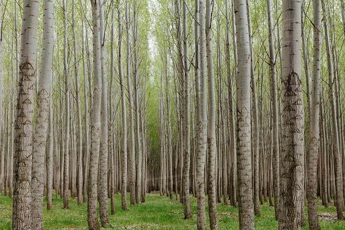 تولید ۸۰۰ هزار اصله نهال برای زراعت چوب در گیلان