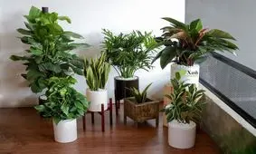 گیاهان آپارتمانی که امواج مضر را از بین می‌برند