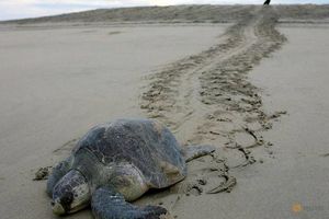 صید ترال عامل مرگ و تلف شدن لاک‌پشت‌ها در شهرستان جاسک